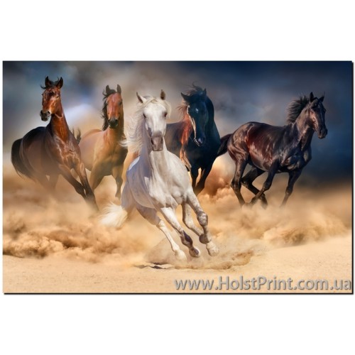 Картина лошади, ART: ANF888011, , 168.00 грн., ANF888011, , Животные (Фотокартины)
